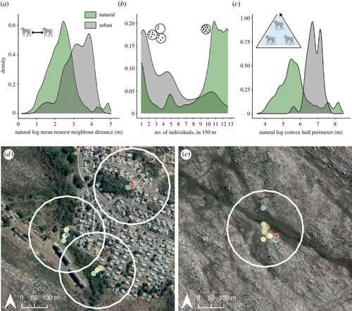 Los científicos utilizan collares GPS para rastrear el movimiento de los babuinos